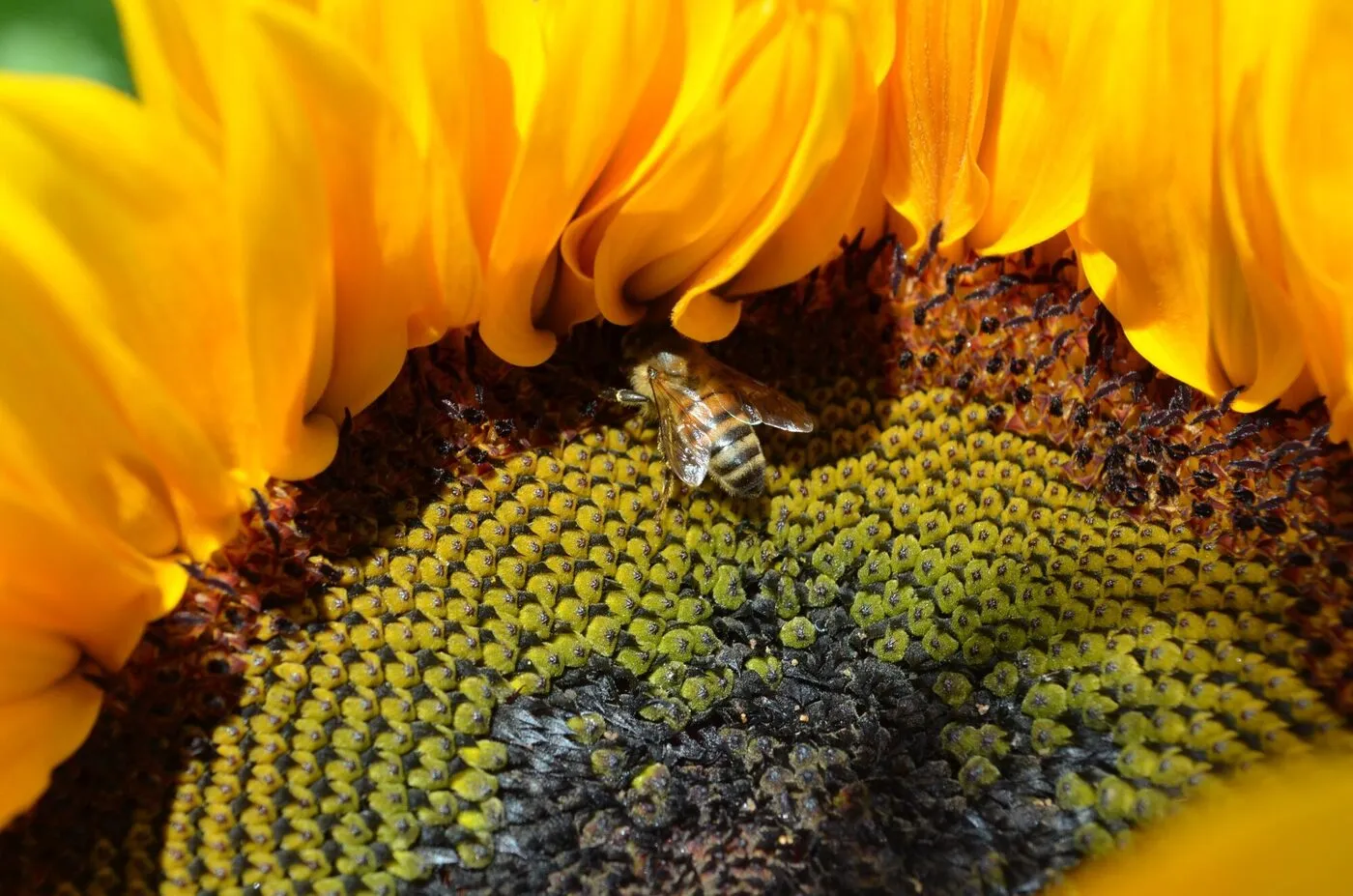 sunflower